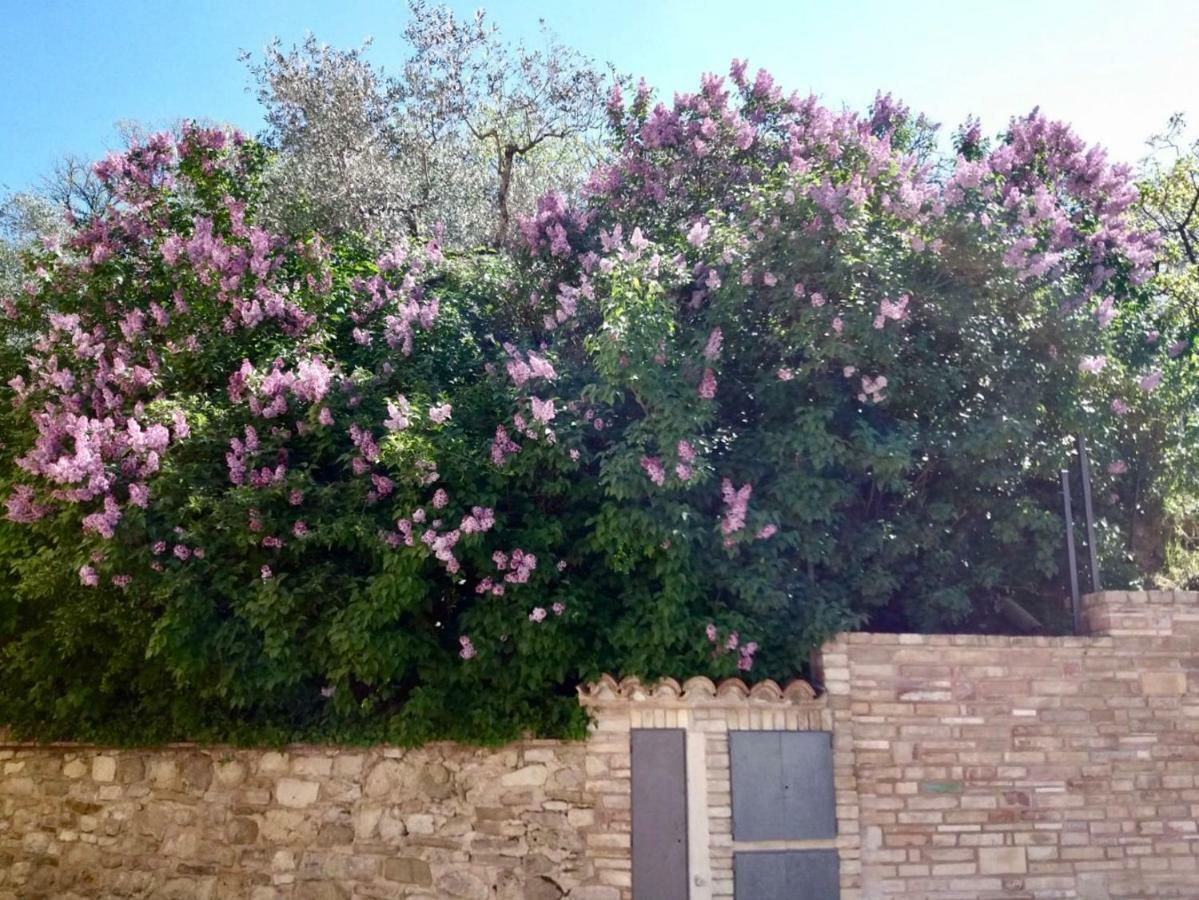 Lavanda E Rosmarino Home Assisi Exteriér fotografie